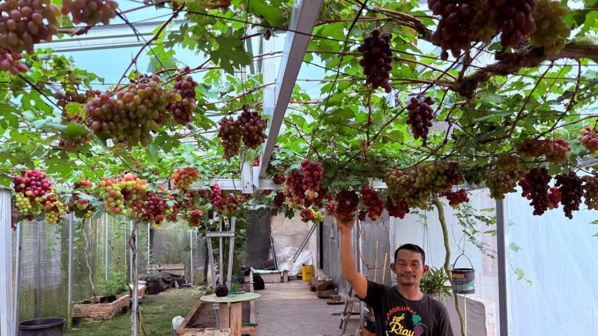 Suherman, warga Paritbaru, Desa Langkai, Kecamatan Siak, Siak Kota menunjukkan jenis-jenis buah anggur yang ada di kebun samping rumahnya, belum lama ini.