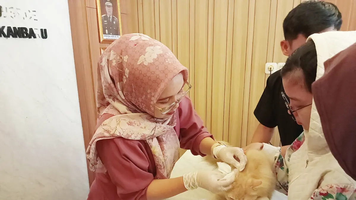 CEK HEWAN: Seorang dokter hewan melakukan pemeriksaan kesehatan hewan peliharaan masyarakat di Kantor Kecamatan Bukitraya yang digelar dalam rangka HUT ke-242, Sabtu (13/6/2026). (PRAPTI DWI LESTARI/RIAU POS)
