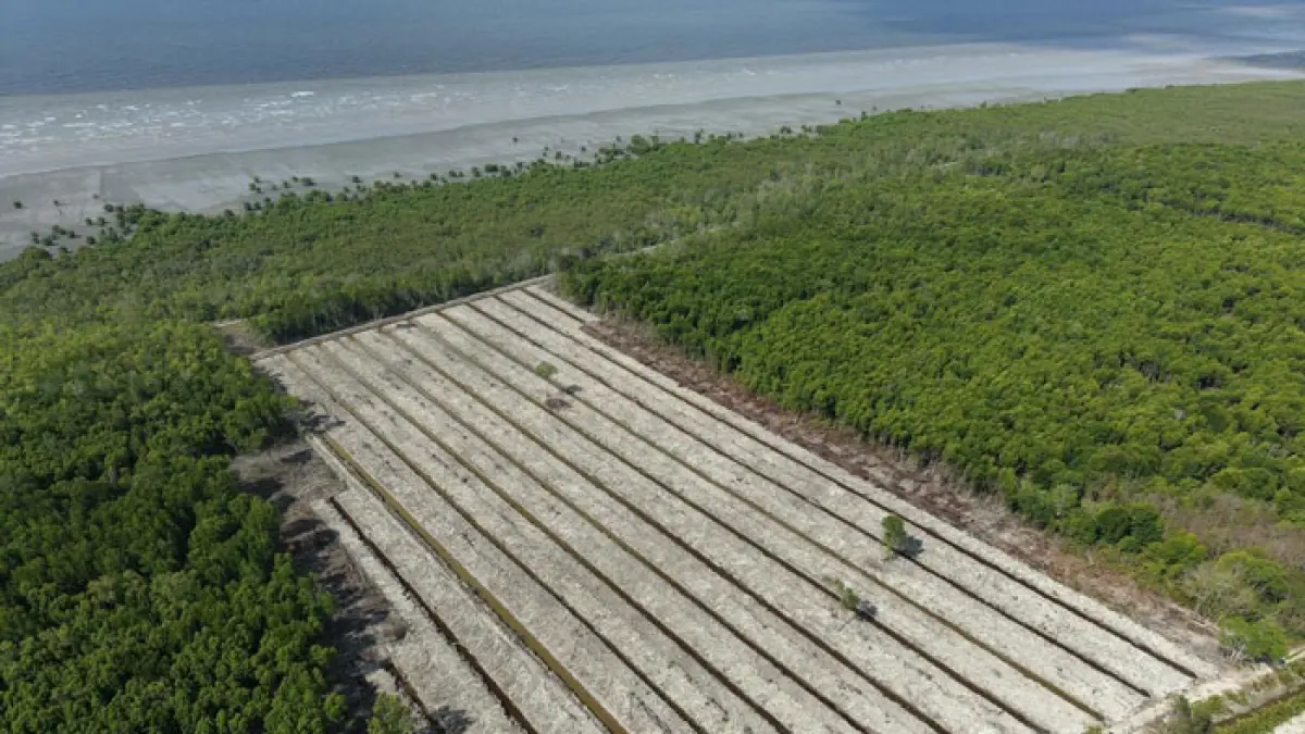 Penampakan kondisi areal mangrove yang telah dibuka di wilayah Kepenghuluan Sungai Daun, Kecamatan Pasir Limau Kapas, Rohil. (Humas Res Rohil untuk Riaupos.co)