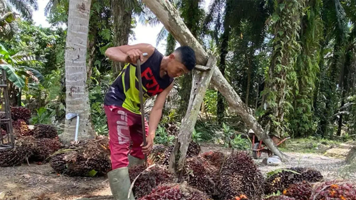 Petani sawit