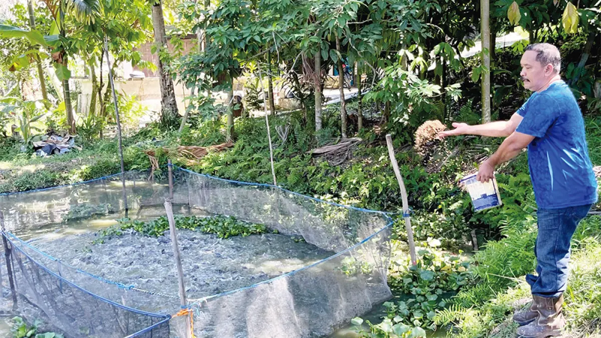 Seorang warga sekaligus anggota Kelompok Budidaya perikanan (Pokdakan) Jaya Bersama memberi makan ikan di kolam ikan lele di Kelurahan Minas Jaya, Kabupaten Siak, baru-baru ini. (henny elyati/riau pos)

