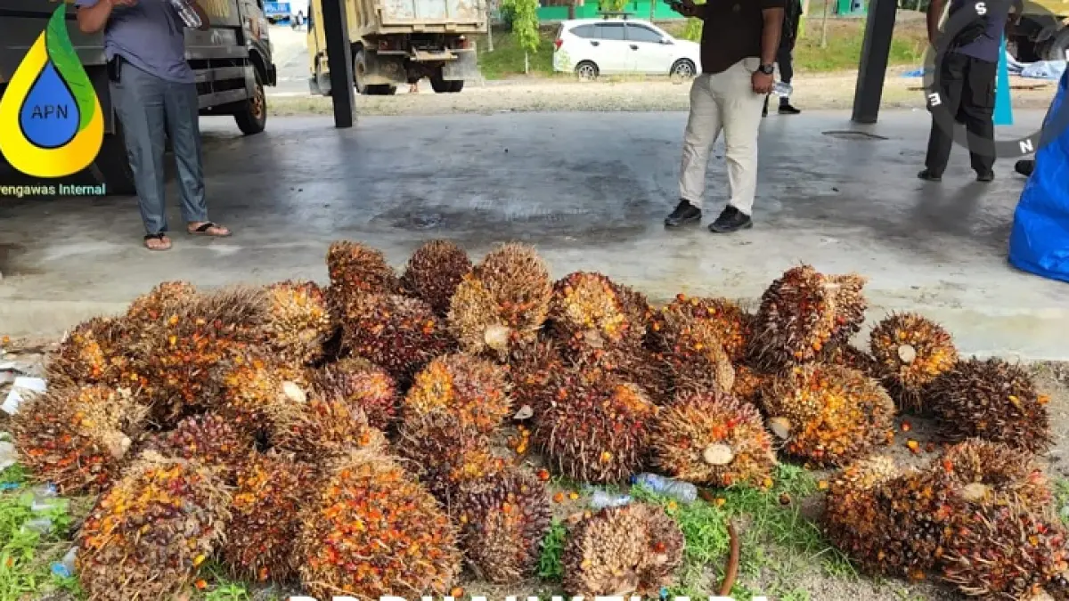 Barang bukti buah sawit yang diambil para pelaku di area kebun sawit PT Agrinas Palma Nusantara 13 Juni 2026 lalu. (Polres Kuansing)