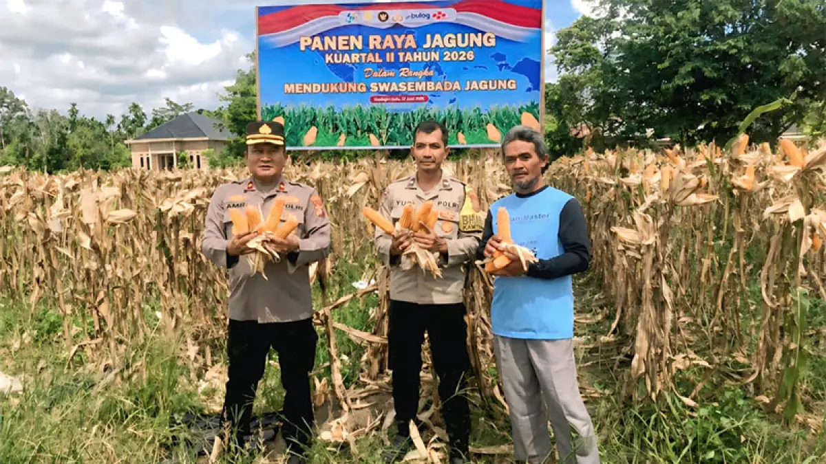 Kapolsek Rengat Barat, Kompol Amriadi SH didampingi Bhabinkamtibmas Kelurahan Pematang Reba dan perwakilan petani saat melihat jagung pipil, Kamis (18/6/2026). Foto Humas Polsek Rengat Barat