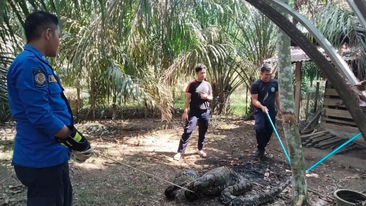 Personel Satpol PP-PKP Kuansing melakukan penangkapan ular sanca sepanjang tujuh meter di desa Seberang Taluk, Selasa (23/6/2026) siang. (Satpol PP-PKP Kuansing)