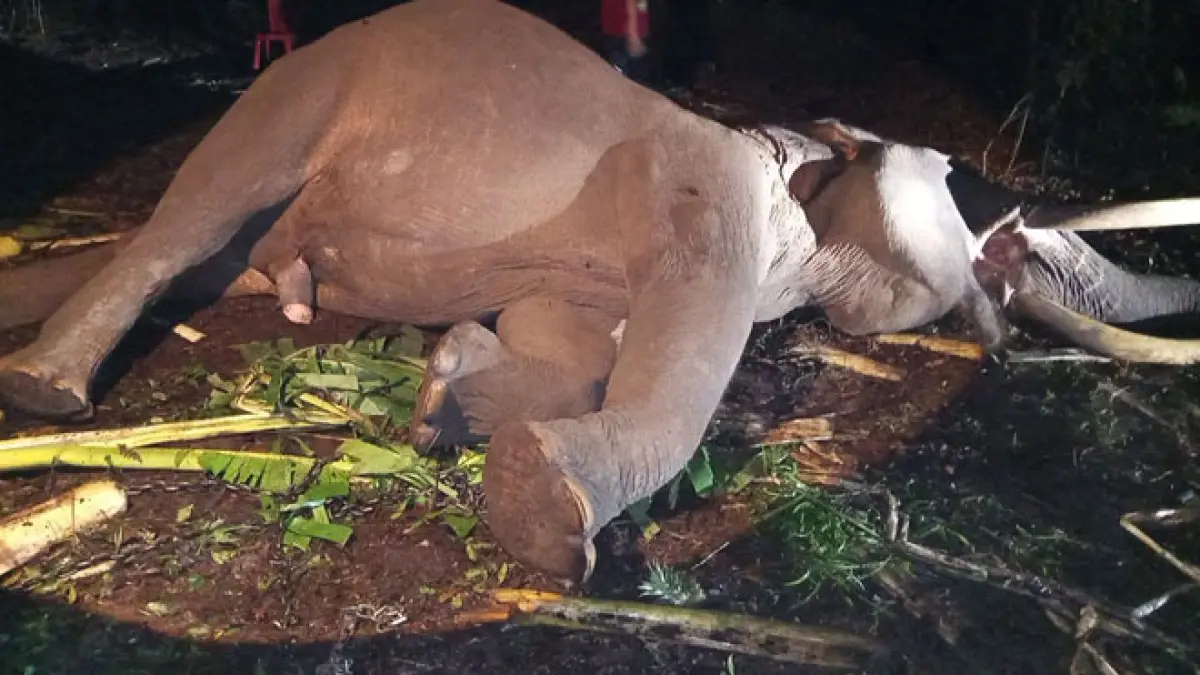 Gajah Sumatera jinak bernama Indro ditemukan mati di Camp Elephant Flying Squad, SPTN Wilayah I Lubuk Kembang Bunga, Balai Taman Nasional Tesso Nilo (TNTN), Kecamatan Ukui, Kabupaten Pelalawan, Senin (29/6/2026) dinihari. (Istimewa)
