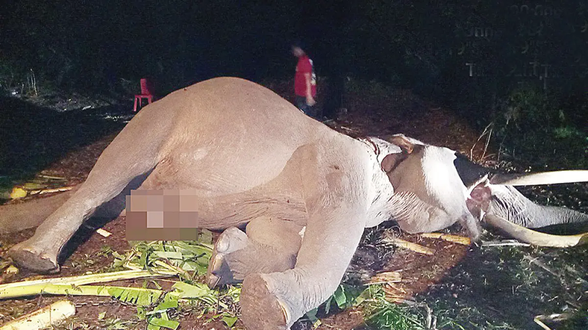 Gajah Sumatera jinak bernama Indro ditemukan mati saat dirawat di Camp Elephant Flying Squad, Balai Taman Nasional Tesso Nilo, Desa Lubuk Kembang Bunga, Kecamatan Ukui, Kabupaten Pelalawan, Senin (29/6/2026).  (tntn untuk riau pos)
