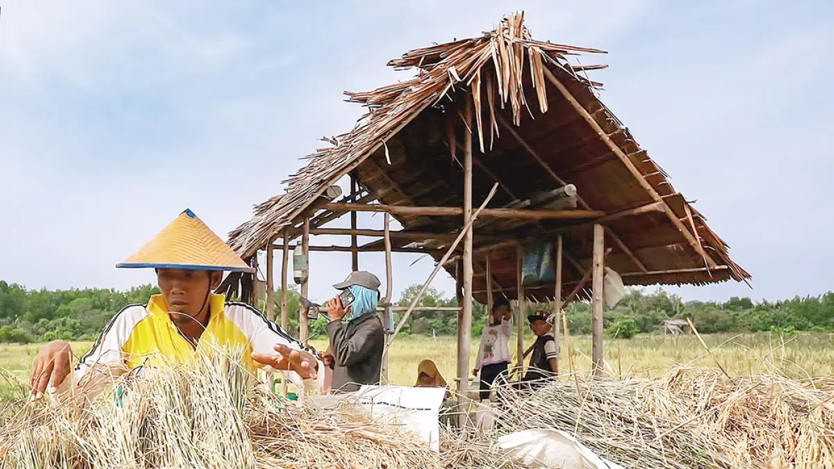MEMANEN PADI: Petani asal Pulau Rangsang Kepulauan Meranti memanen padi di tengah terik matahari, belum lama ini. (foto masyarakat untuk riau pos)

