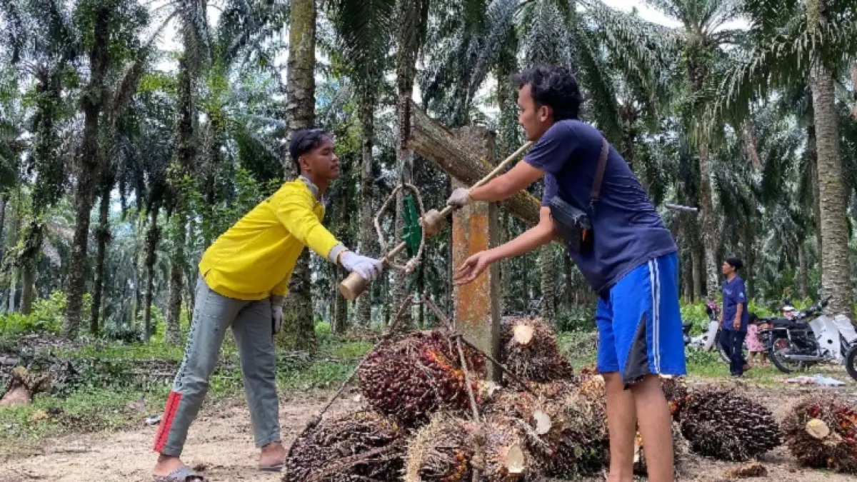 Petani menimbang TBS kelapa sawit di Kabupaten Kampar, baru-baru ini (Soleh Saputra/Riaupos,co)