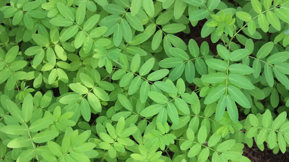 Daun kelor kaya vitamin, mineral, dan antioksidan. Simak 13 manfaatnya bagi kesehatan, efek samping, serta cara mengonsumsinya. (Freepik.)