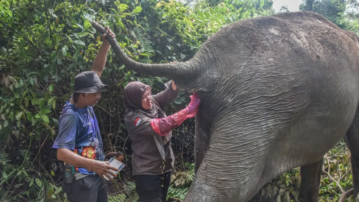  Dokter Hewan BBKSDA Riau drh Rini, bersama tim, memeriksa kesehatan seekor gajah betina usia 60 tahun di Pelalawan, belum lama ini. (Humas BBKSDA Riau untuk Riaupos.co)