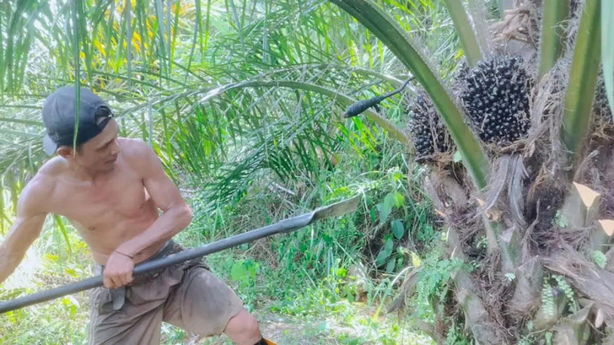 Pekerja di Kuansing sedang memamen sawit. Pekan ini harga kelapa sawit mitra plasma di Riau naik. (Desriandi Candra/Riaupos.co) 