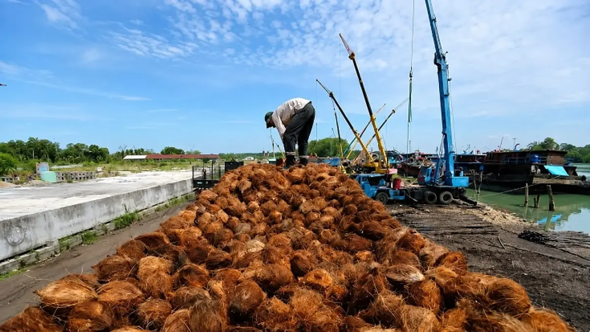 Nilai jual kelapa bulat saat ini terpangkas hingga lebih dari separuh dari harga puncaknya pada tahun lalu. (Istimewa)