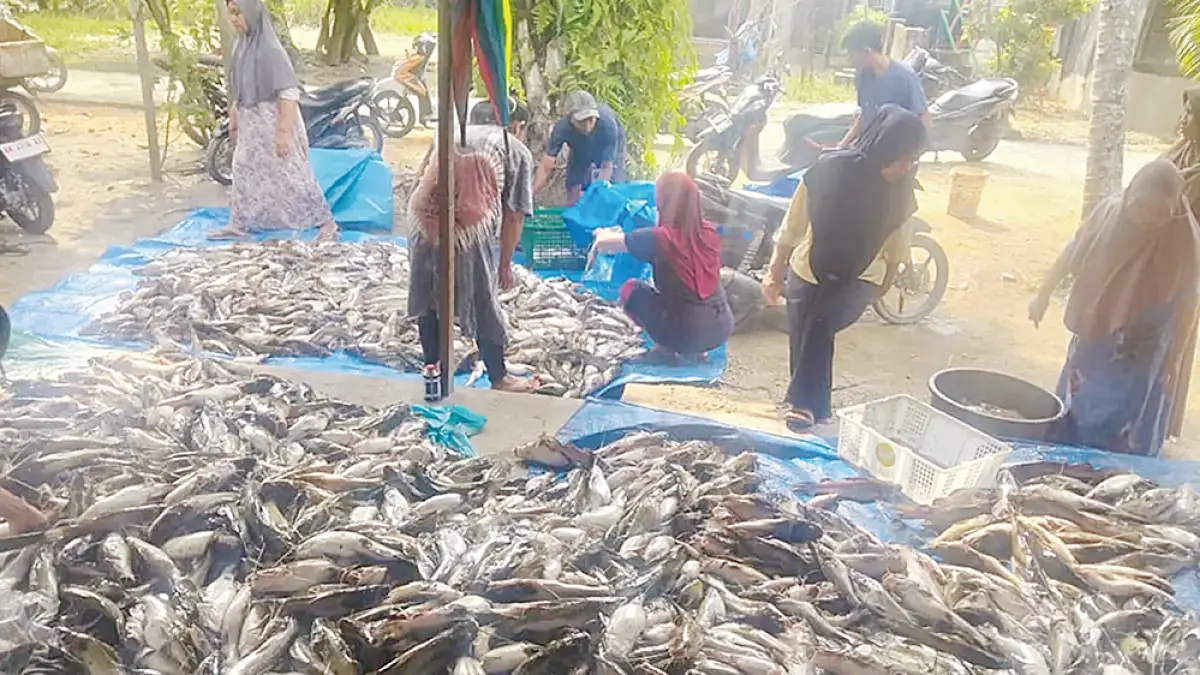 IKAN MATI: Sekitar 30 ton ikan mati mendadak di aliran Sungai Tapung yang melewati Desa Sekijang, Desa Kota Aman, Desa Kota Garo, Kecamatan Tapung Hilir, Kabupaten Kampar, beberapa waktu lalu. (Istimewa)
