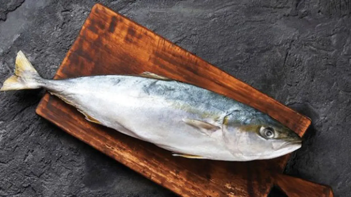 Ilustrasi ikan tuna. (Freepik)