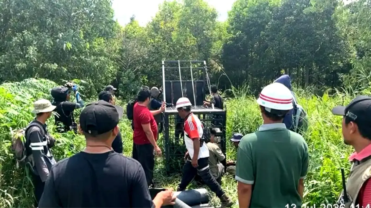 Tim BKSDA Riau memasang kamera trap dan kandang jebak untuk menangkap harimau di camp TPK PT Madukoro Lestari Estate Tasik Desa Sungai Ara, Kecamatan Pelalawan, Jumat (10/7/2026). (Istimewa)&nbsp;
