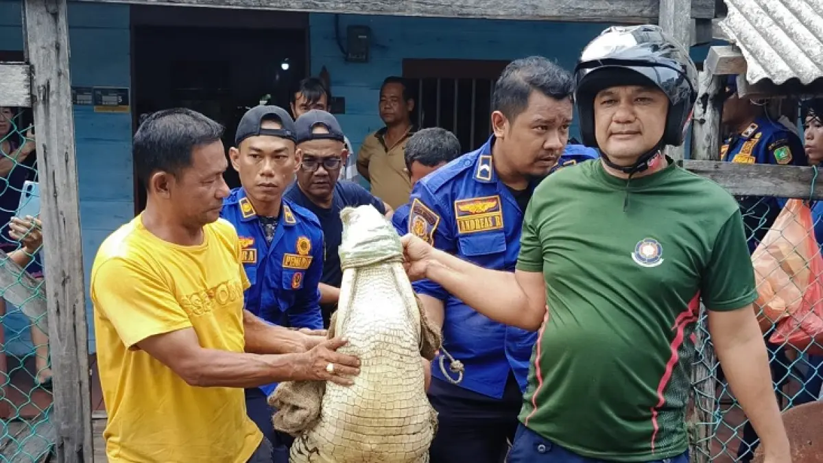 Seekor buaya yang selama ini dipelihara warga tanpa izin resmi terpaksa dievakuasi dari rumah kosong di Jalan H Sulaiman Nomor 57, Kelurahan Selatpanjang Barat, Kecamatan Tebingtinggi, Selasa (14/7/2026).(Istimewa)