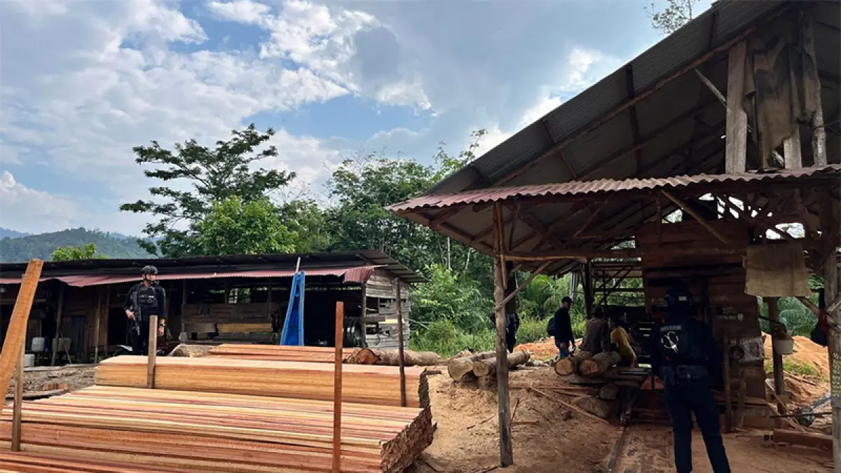Ratusan batang kayu hasil olahan sawmill di Kampar Kiri saat digerebek tim dari Polda Riau. (Istimewa)