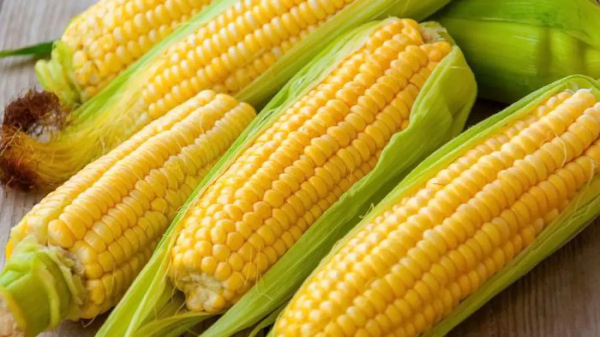 Ilustrasi jagung. (Shutterstock)