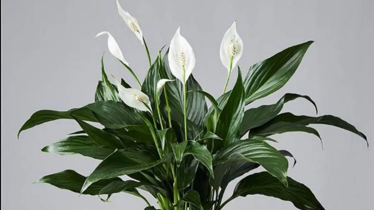Ilustrasi tanaman hias peace lily. (Freepik) 