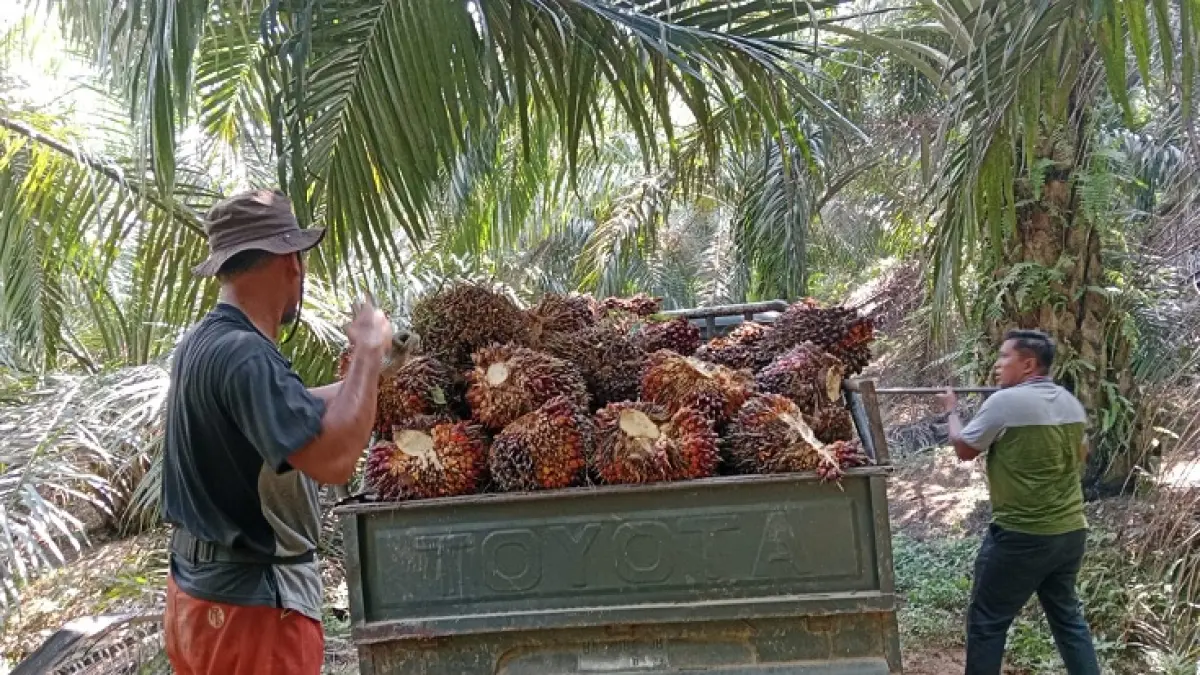 Petani Sawit Desa Pulau Kedundung Kecamatan Kuantan Tengah melakukan&nbsp; pemuatan buah sawit usai pemanenan, kemarin. (Desriandi Candra/Riaupos.co)