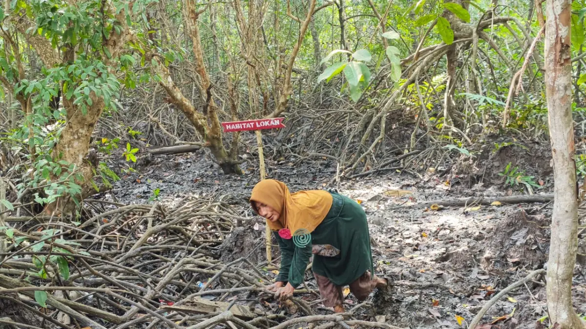 Ernawati (56), warga Desa Kayu Ara, menyusuri lumpur di Kawasan Konservasi Mangrove Sungai Bersejarah (MSB), Desa Kayu Ara Permai, Kecamatan Sei Apit, Kabupaten Siak, saat mengikuti Lomba Mencari Lokan dalam rangkaian Hari Mangrove Sedunia 2026, Jumat (24/7), di kawasan konservasi mitra binaan PT Imbang Tata Alam.
