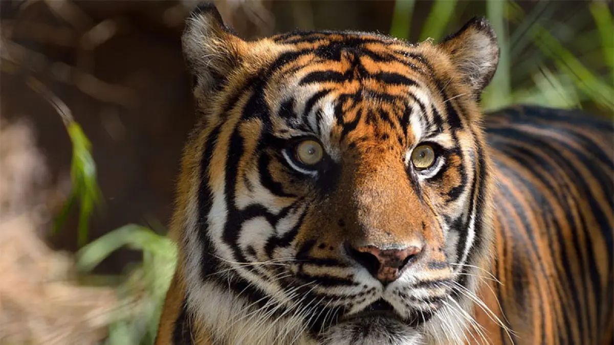 Ilustrasi harimau sumatera. (Int)
