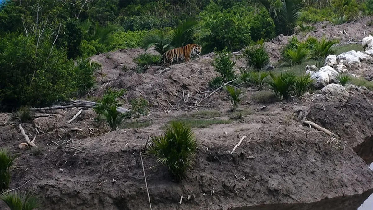 Harimau kembali terlihat di Desa Sungai Danai, Pulau Burung, Inhil. Kemunculan harimau membuat aparat kepolisian dan BBKSDA Riau meningkatkan pemantauan di lokasi, Selasa (28/7/2026). (Istimewa)