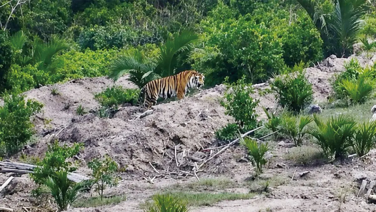 Harimau sumatera kembali terlihat berkeliaran di Desa Sungai Danai, Kecamatan Pulau Burung, Kabupaten Indragiri Hilir, Senin (27/7/2026). (Warga UNTUK RIAU POS)