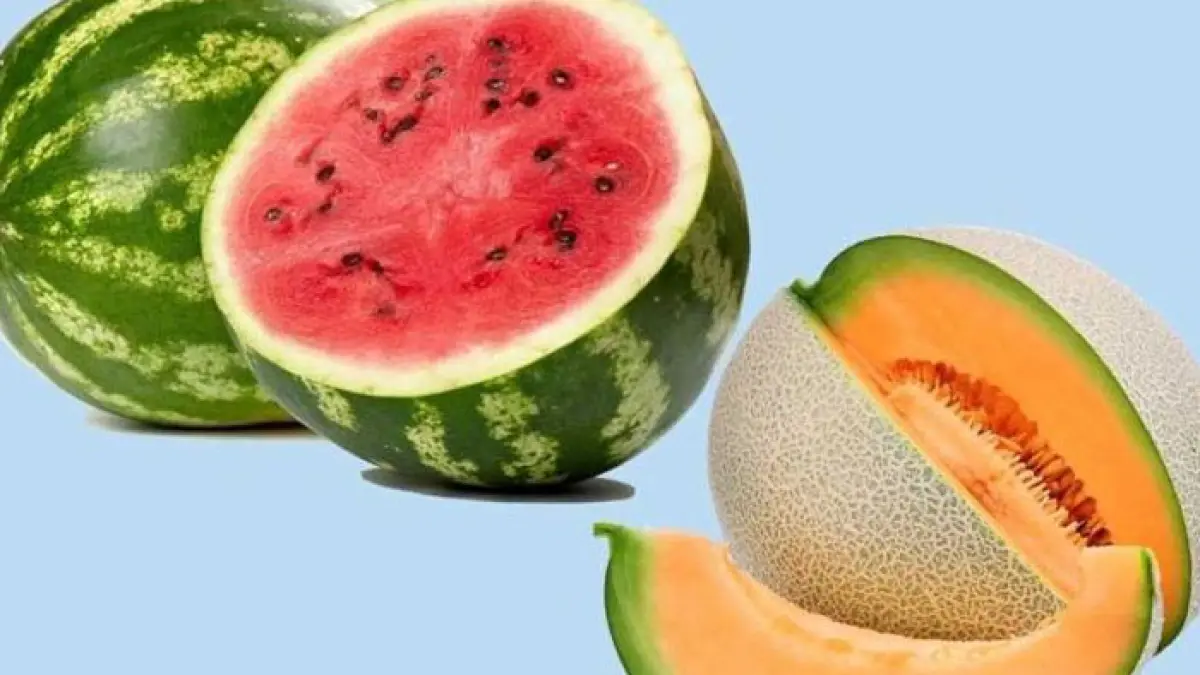 Ilustrasi buah semangka dan melon. (Istimewa)