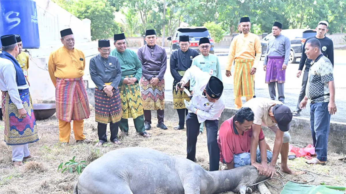 Penyembelihan kerbau tradisi Kenduri Adat Melayu, untuk kegiatan kenduri adat menjelang puncak peringatan Hari Jadi ke-514 Bengkalis di Halaman Kantor LAMR Bengkalis, Rabu (29/7/2026). (Istimewa)