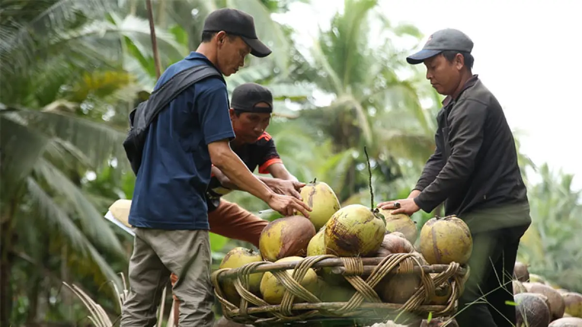 Petani kelapa di Inhil saat memanen hasil kebunnya baru-baru ini. (Ft istimewa)