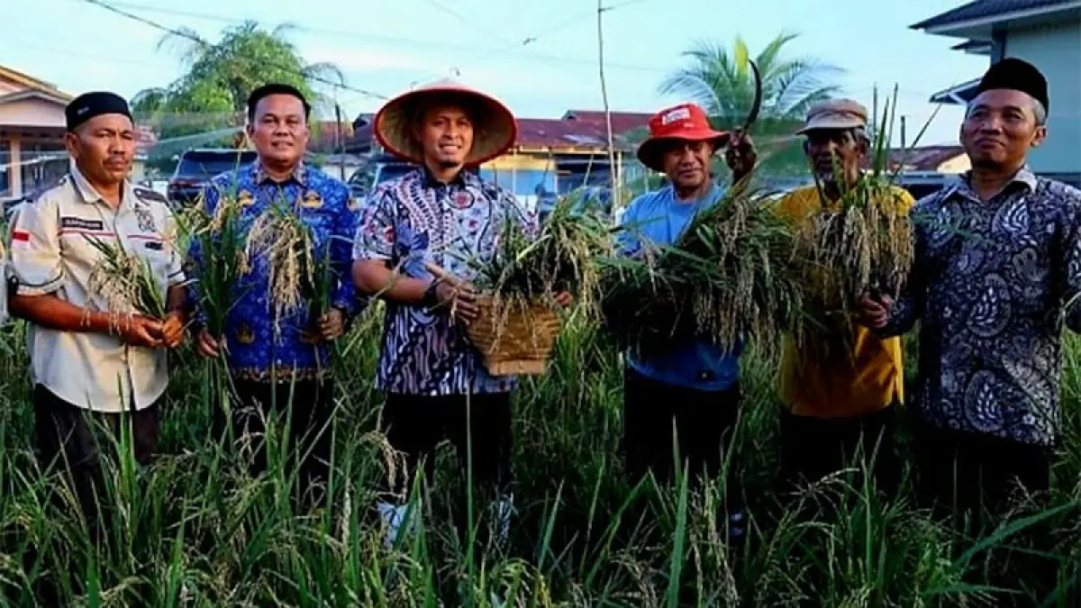 Panen raya padi gogo dihadiri Wali Kota Pekanbaru Agung Nugroho. (Dokpim Pekanbaru)