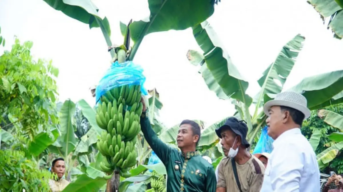 Bupati Kampar Ahmad Yuzar melakukan kunjungan ke perkebunan pisang Cavendish milik mantan Bupati Kampar, Jefri Noer di Desa Pulau Birandang, Kecamatan Kampa, Senin (3/8/2026). (Diskominfo Kampar untuk Riaupos.co)