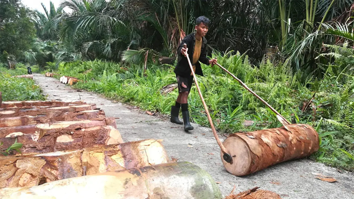 Buruh tebang pohon sagu melansir tual menuju sungai terdekat untuk didistribusikan ke kilang pengolahan.(Wira Saputra)