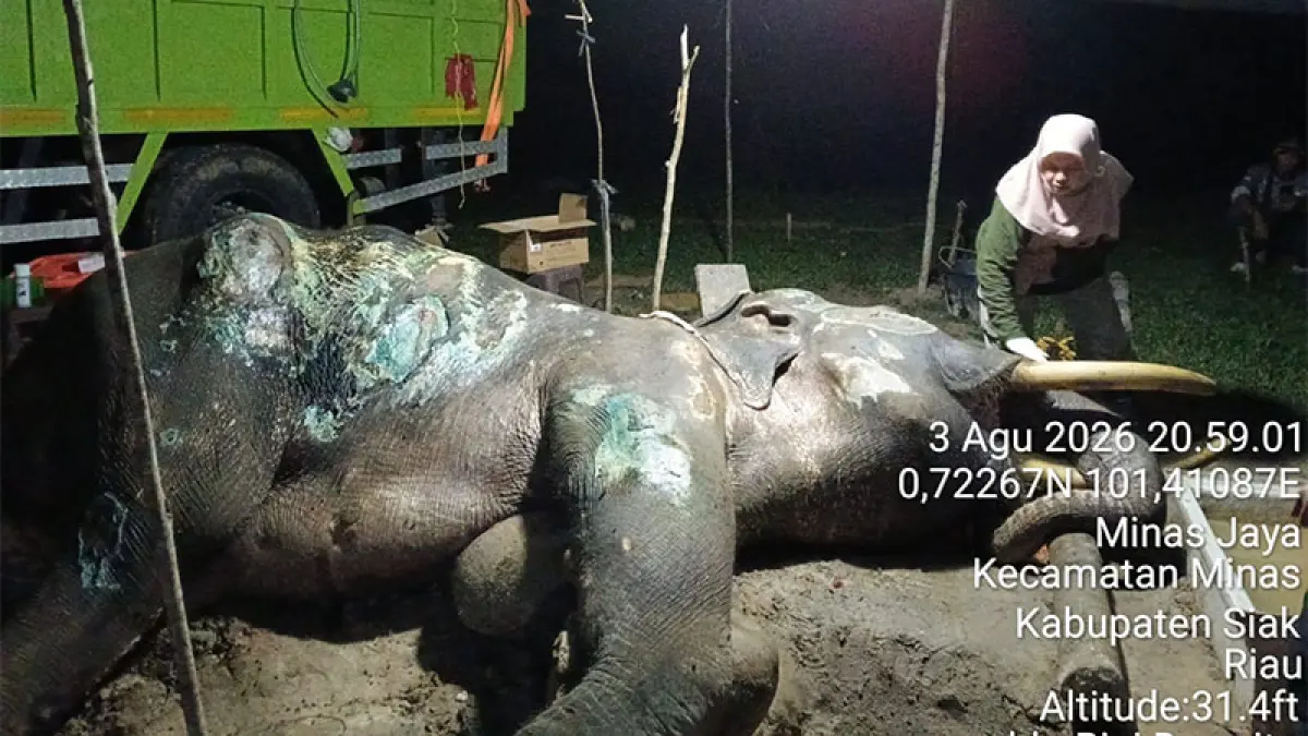 Gajah Jovi (46) beberapa saat setelah terkonformasi mati pada Senin (3/8/2026) malam. Foo BBKSDA Riau&nbsp;