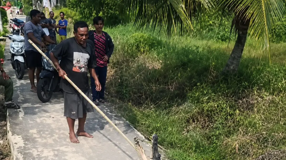 Warga sedang mengendalikan seekor buaya muara yang keluar dari Sungai Undan dan masuk ke jalan perkampungan di Desa  Sungai Undan, Kecamatan Reteh, Kabupaten Inhil, Jumat (7/8/2026)(Istimewa)