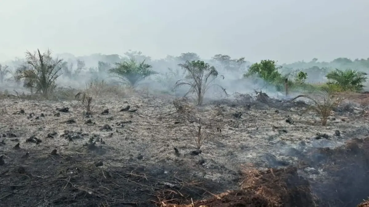 Kondisi lahan bekas terbakar di wilayah Kepenghuluan Pasir Limau Kapas, Rohil. (Dok BPBD Rohil untuk Riaupos.co)