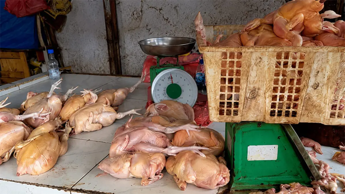 Menipisnya pasokan membuat harga ayam potong di Pasar Rakyat Tembilahan tembus Rp70 ribu per kilogram, Rabu (12/8/2026).(Istimewa)