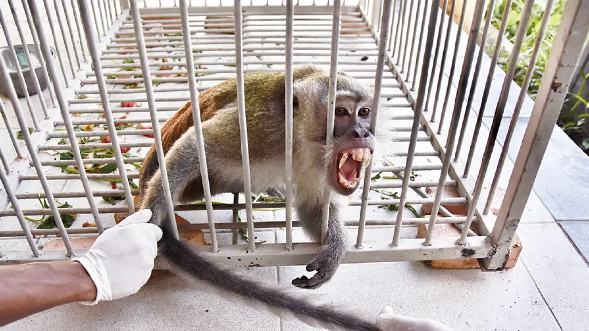 Monyet yang diduga penyerang warga Tembilahan, Indragiri Hilir dibawa ke Pusat Penyelamatan Hewan untuk menjalani observasi di Pekanbaru, Jumat (7/8/2026). (WAHYUDI/AFP)
