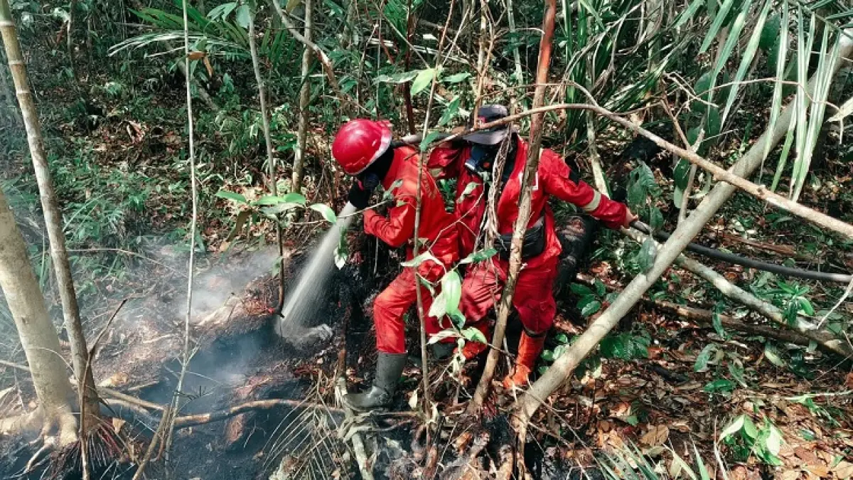 Personel Manggala Agni Sumatera VII Rengat berupaya memadamkan Karhutla di Desa Sungai Guntung Hilir, Rabu (12/8)2026). (Manggala Agni Rengat)