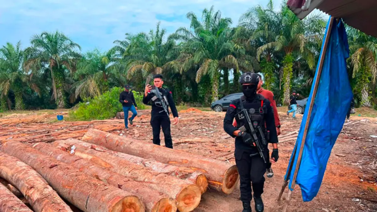 Petugas saat mengamankan kayu bulatan di lokasi sawmill yang diduga menampung kayu hasil perambahan hutan. (Istimewa)