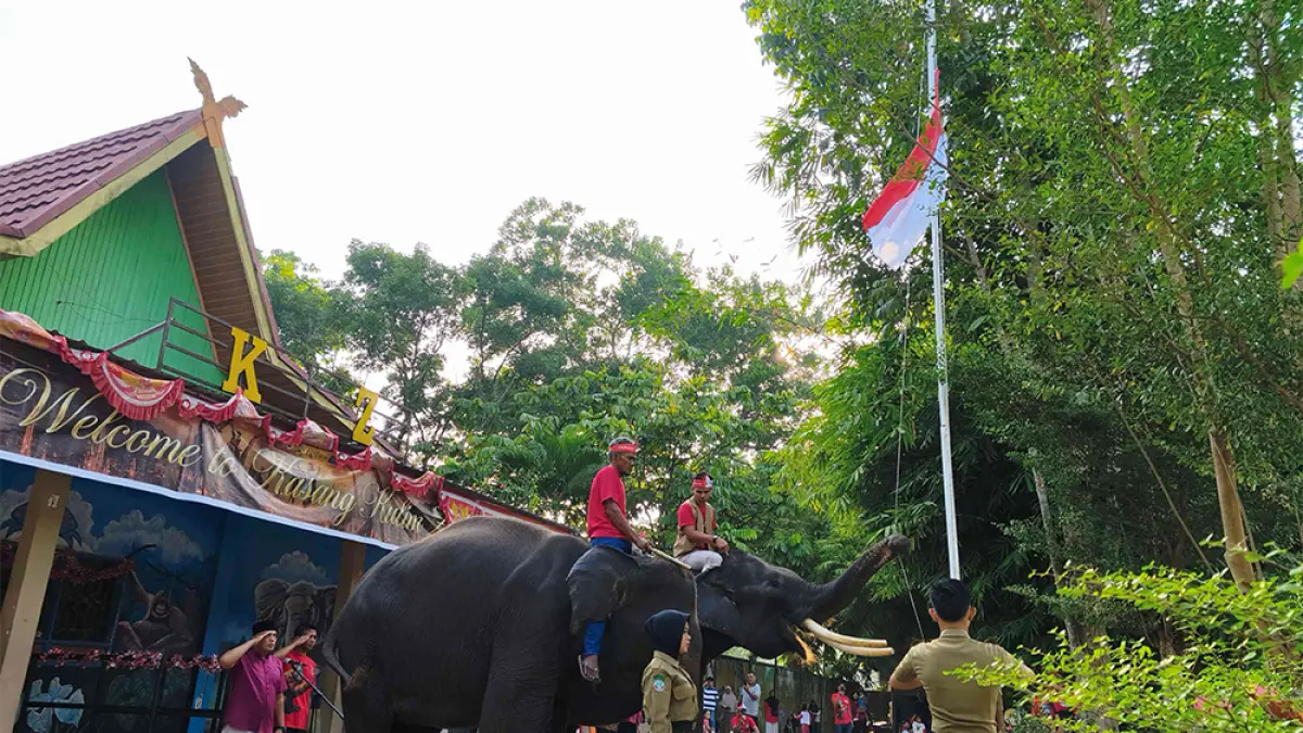 Gajah Upacara : Sepasang Gajah menjadi pengisi acara saat pelaksanaan Upacara Bendera dalam rangka HUT ke-81 RI di Halaman Kasang Kulim Zoo Kampar Riau, Senin (17/8/2026). (EVAN GUNANZAR/RIAU POS)