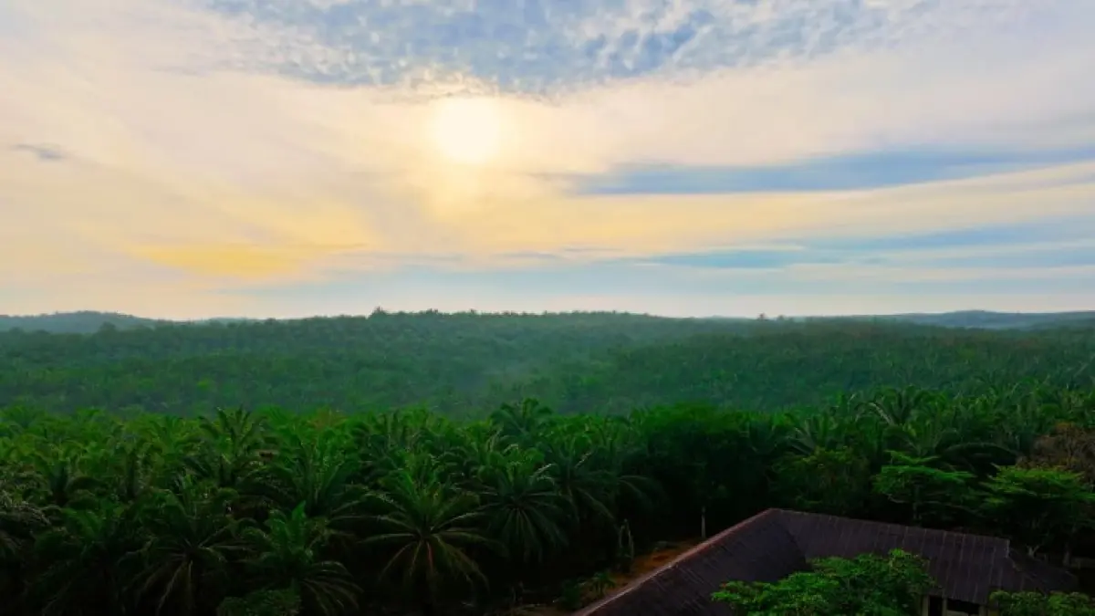 Hamparan perkebunan kelapa sawit di area PT Torganda, Kabupaten Rokan Hulu.(DOK AGRINAS)