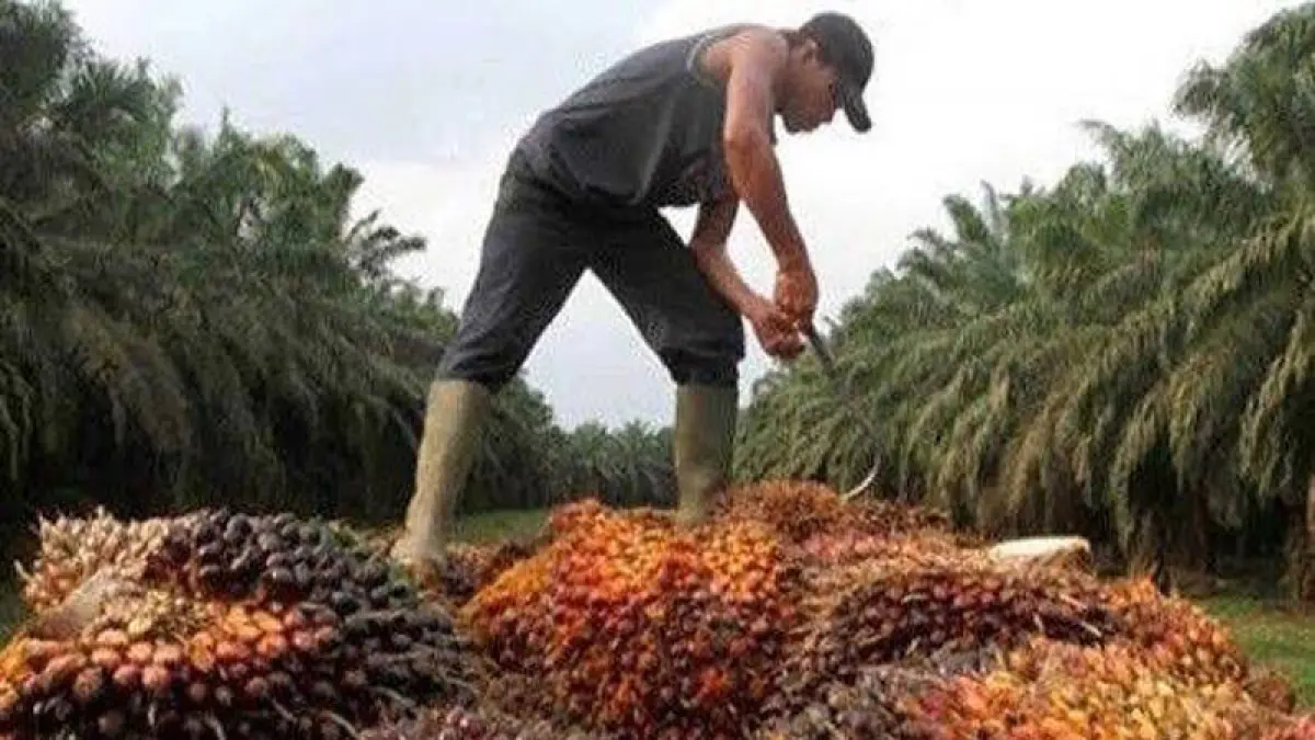 Pekebun menyusun hasil panen tandan buah segar kelapa sawit, beberapa waktu lalu. (Dok Riaupos.co)
