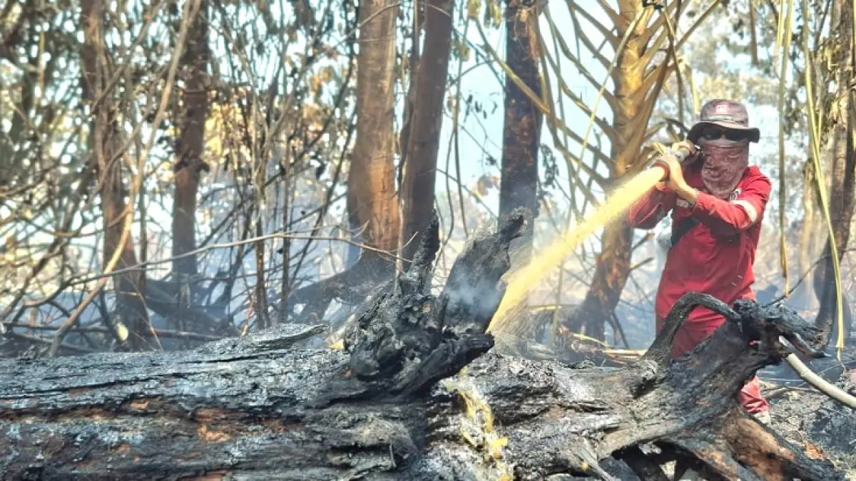 Tim gabungan dari Manggala Agni Rengat melakukan penyemprotan pada bagian bawah batang pohon yang masih terdapat bara dan berpotensi menyala kembali, Selasa (18/8/2026), (Manggala Agni Rengat)