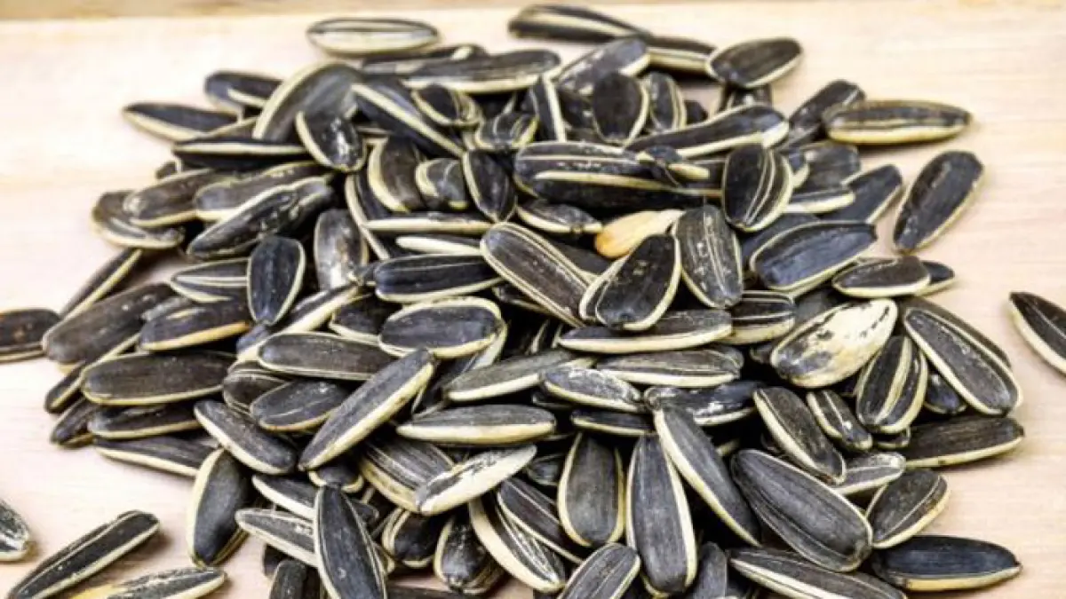 Ilustrasi biji bunga matahari yang kaya vitamin E. (Freepik) 
