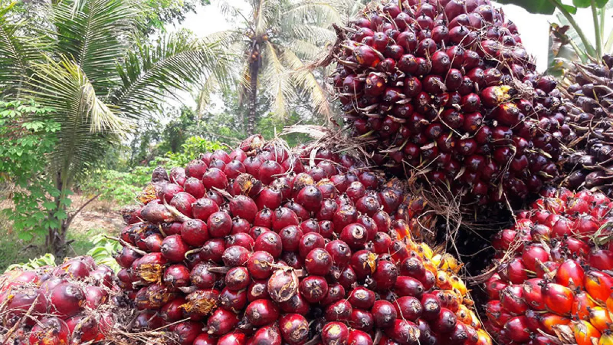 Ilustrasi buah kelapa sawit. (Dok Riaupos.co)
