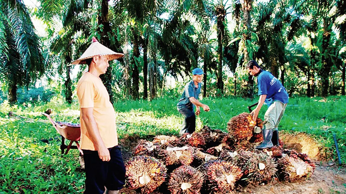 Para pekerja sedang membersihkan sawit yang telah didodos, beberapa lalu.(Humas PTPN IV Regional III untuk riau pos)
