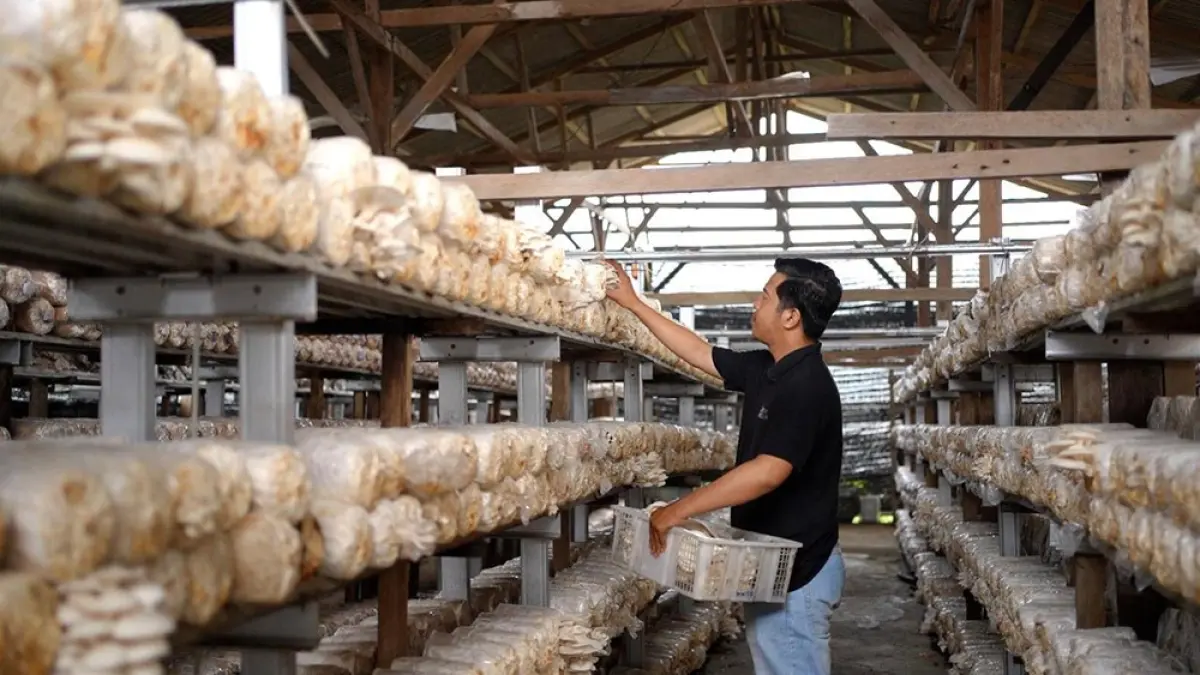 FIRMAN EDI SAAT MEMANTAU PERKEMBANGAN DAN MEMANEN JAMUR. (PT PLN PERSERO UNTUK RIAU POS)