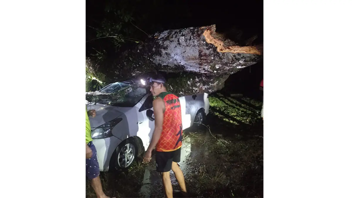 TERTIMPA POHON: Mobil milik Suhardi rusak berat ditimpa pohon besar yang tumbang akibat angin kencang di Desa Koto Kombu, Kuansing, Sabtu (30/8/2026) malam. (Warga Lubuk Ambacang untuk Riau Pos)
